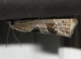 Triangle-backed Eucosma